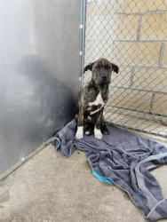 Shelter Stray Male Dog last seen , San Antonio, TX 78227