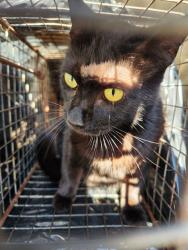 Shelter Stray Female Cat last seen Near BLOCK OF CLOPTON, Huntsville, AL 35805