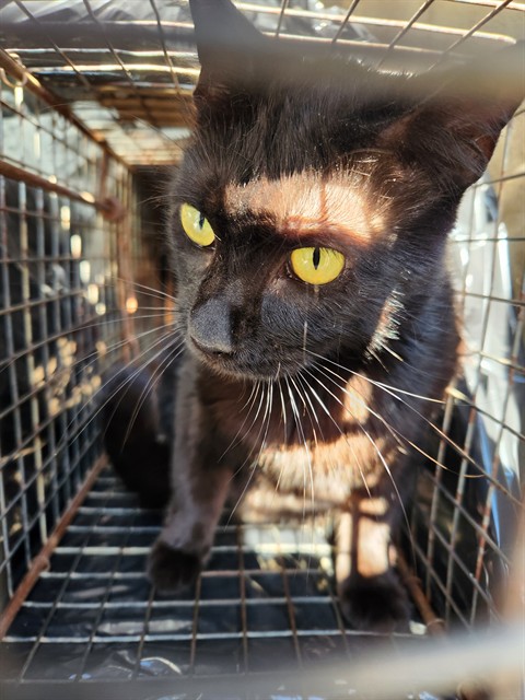 Shelter Stray Female Cat last seen Near BLOCK OF CLOPTON, Huntsville, AL 35805