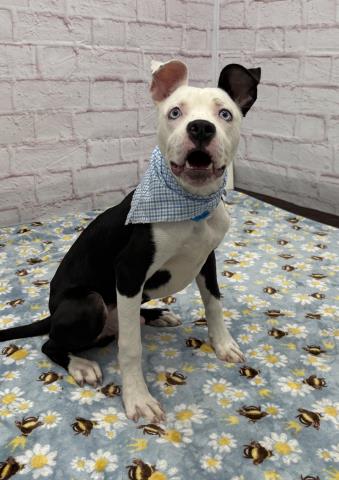 Shelter Stray Male Dog last seen Near BLOCK GRAND RIVER AVE, DETROIT MI 48204, Detroit, MI 48211