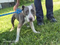Shelter Stray Male Dog last seen Near BLOCK TOWNSEND ST, DETROIT, MI 48213, Detroit, MI 48211