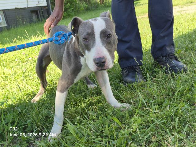 Shelter Stray Male Dog last seen Near BLOCK TOWNSEND ST, DETROIT, MI 48213, Detroit, MI 48211