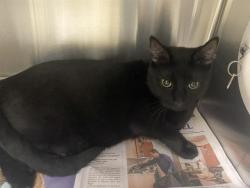 Shelter Stray Male Cat last seen Near BLOCK S 74TH ST, Milwaukee, WI 53215