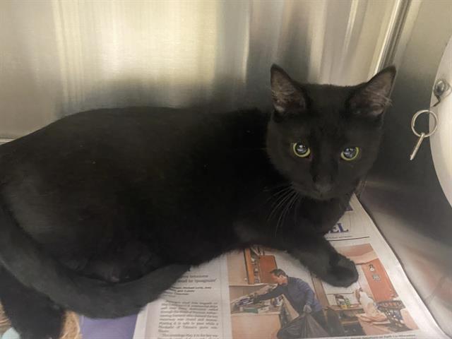 Shelter Stray Male Cat last seen Near BLOCK S 74TH ST, Milwaukee, WI 53215