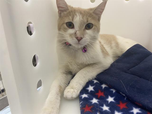Shelter Stray Female Cat last seen 48TH CAPITOL, Milwaukee, WI 53215