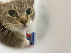 Shelter Stray Unknown Cat last seen Near BLOCK N 6TH ST, Milwaukee, WI 53215