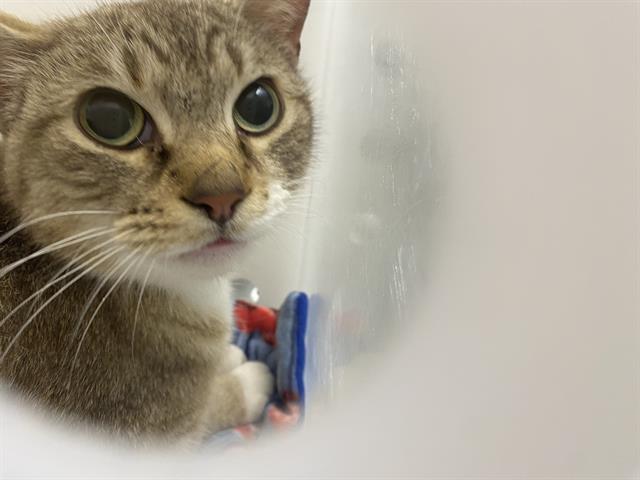 Shelter Stray Unknown Cat last seen Near BLOCK N 6TH ST, Milwaukee, WI 53215