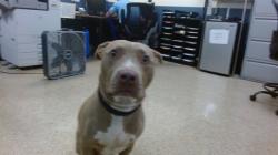 Shelter Stray Female Dog last seen LAS, Doral, FL 33122