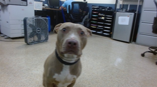 Shelter Stray Female Dog last seen LAS, Doral, FL 33122