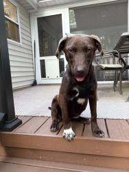 Found/Stray Female Dog last seen Broad St, Elizabethtown, NC 28337