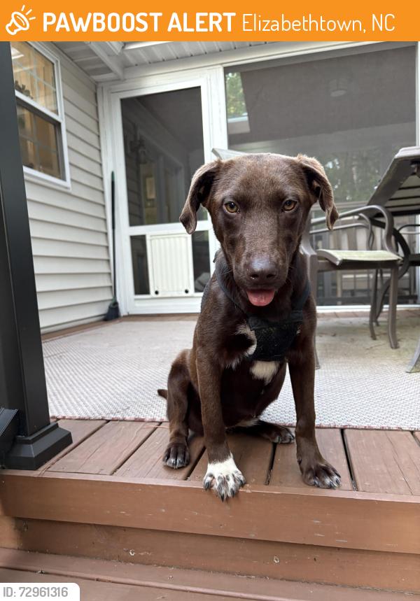 Found/Stray Female Dog last seen Broad St, Elizabethtown, NC 28337