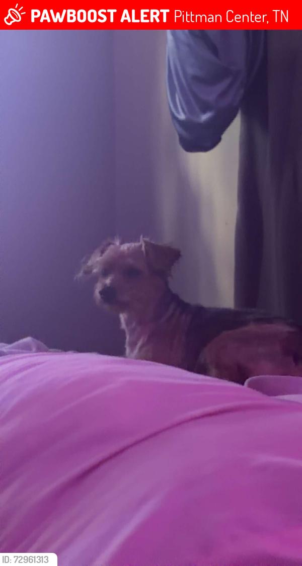 Lost Male Dog last seen Pittman Center rd, Gatlinburg, TN 37738