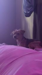 Lost Male Dog last seen Pittman Center rd, Gatlinburg, TN 37738