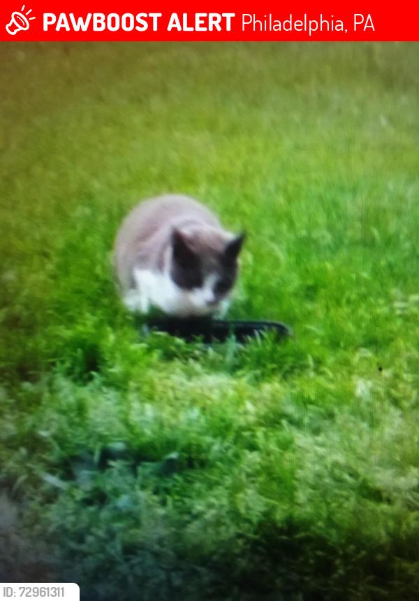Lost Female Cat last seen Millbrook Road , Philadelphia, PA 19154