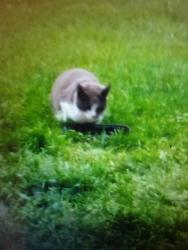 Lost Female Cat last seen Millbrook Road , Philadelphia, PA 19154