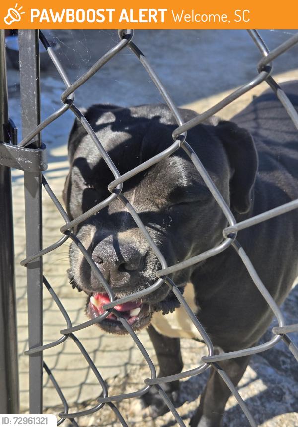 Found/Stray Male Dog last seen South Florida ave and welcome st, Welcome, SC 29611