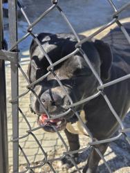 Found/Stray Male Dog last seen South Florida ave and welcome st, Welcome, SC 29611