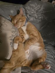 Lost Male Cat last seen Bella bridge rd broadway , Harnett County, NC 28368