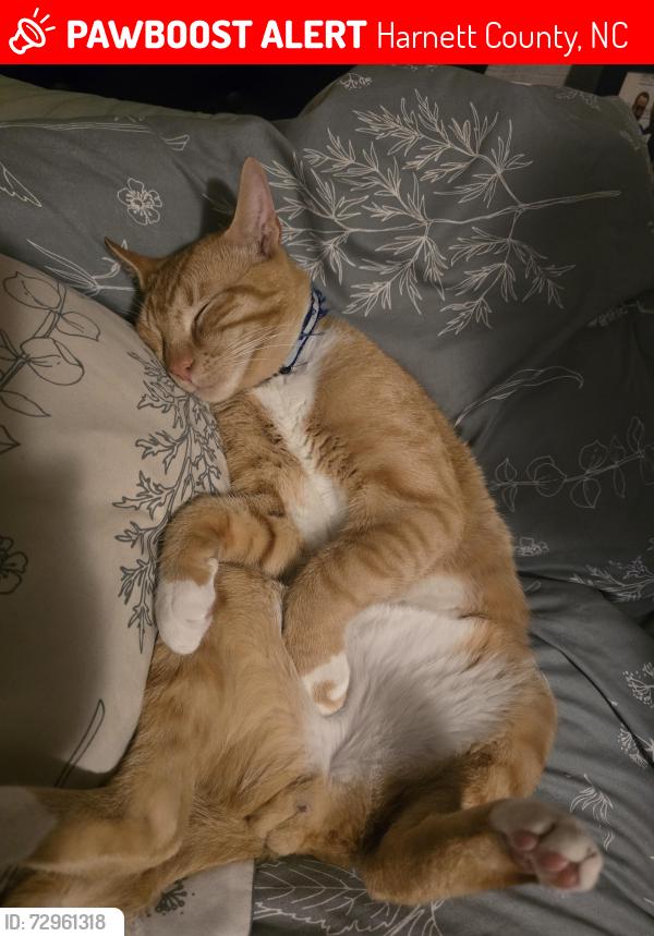 Lost Male Cat last seen Bella bridge rd broadway , Harnett County, NC 28368