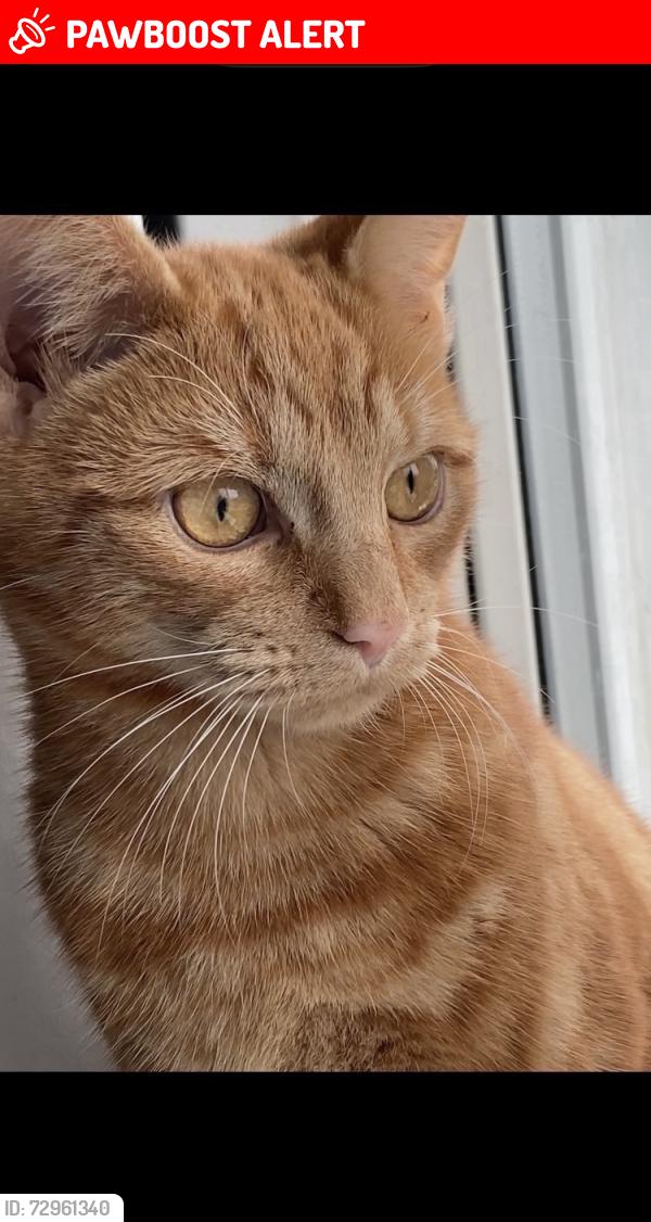 Lost Male Cat last seen Allotments. Stony , Stony Stratford, England MK11 1DQ