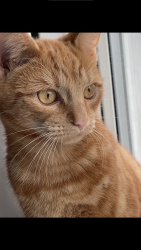 Lost Male Cat last seen Allotments. Stony , Stony Stratford, England MK11 1DQ