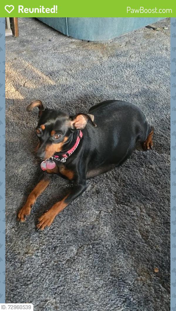 Reunited Female Dog last seen Chase and sunnybrook, Wichita, KS 67217
