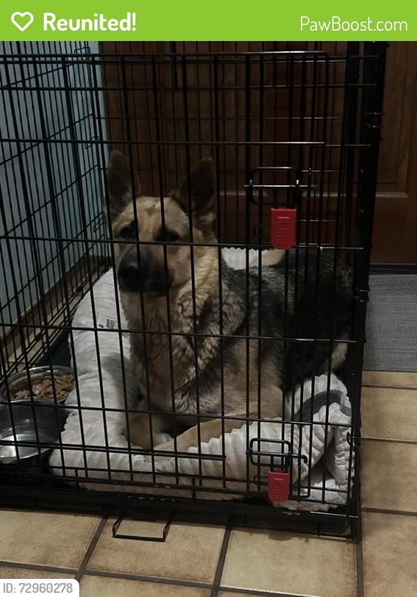 Reunited Female Dog last seen Dollar General Parking Lot, 51st and Aspen, Broken Arrow, OK 74012