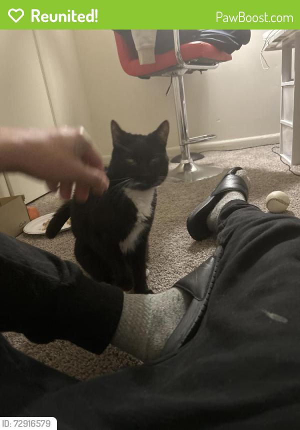 Reunited Unknown Cat last seen Briarcrest, Hershey, PA 17033
