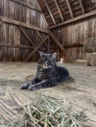 Lost Male Cat last seen Wagner Road, Glenview, IL 60025