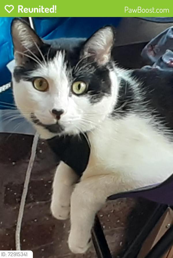 Reunited Male Cat last seen 38th and Wyandotte , Kansas City, MO 64111