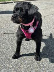 Reunited Female Dog last seen Lathrop Ave, Boonton, NJ 07005, USA, Boonton, NJ 07005