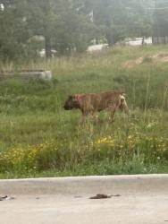 Found/Stray Unknown Dog last seen Gene Campbell and w industrial parkway, New Caney, TX 77357