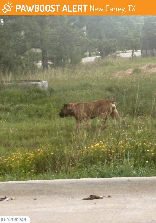 Found/Stray Unknown Dog last seen Gene Campbell and w industrial parkway, New Caney, TX 77357
