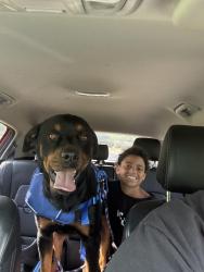 Reunited Male Dog last seen Arrow lane, biway, Roberts cut off , Fort Worth, TX 76114