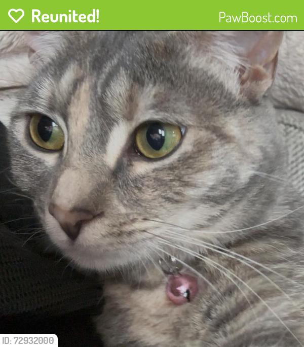 Reunited Female Cat last seen Hillington Ct SE, Port Orchard, WA 98366