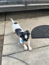 Lost Male Dog last seen 7 mile Hoover , Detroit, MI 48234