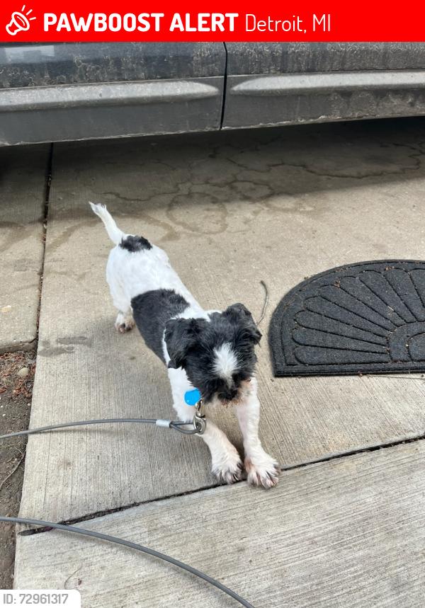 Lost Male Dog last seen 7 mile Hoover , Detroit, MI 48234