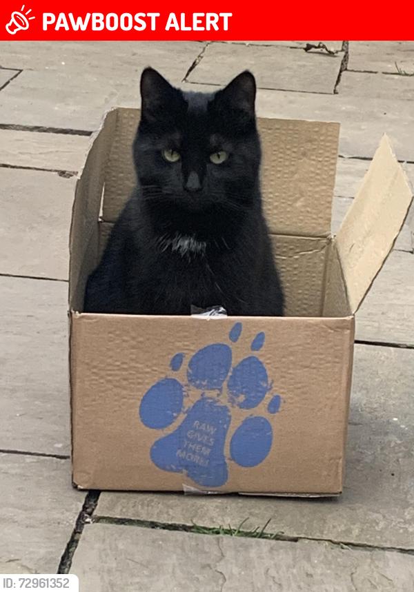 Lost Male Cat last seen Herons Wood, Calmore, England SO40