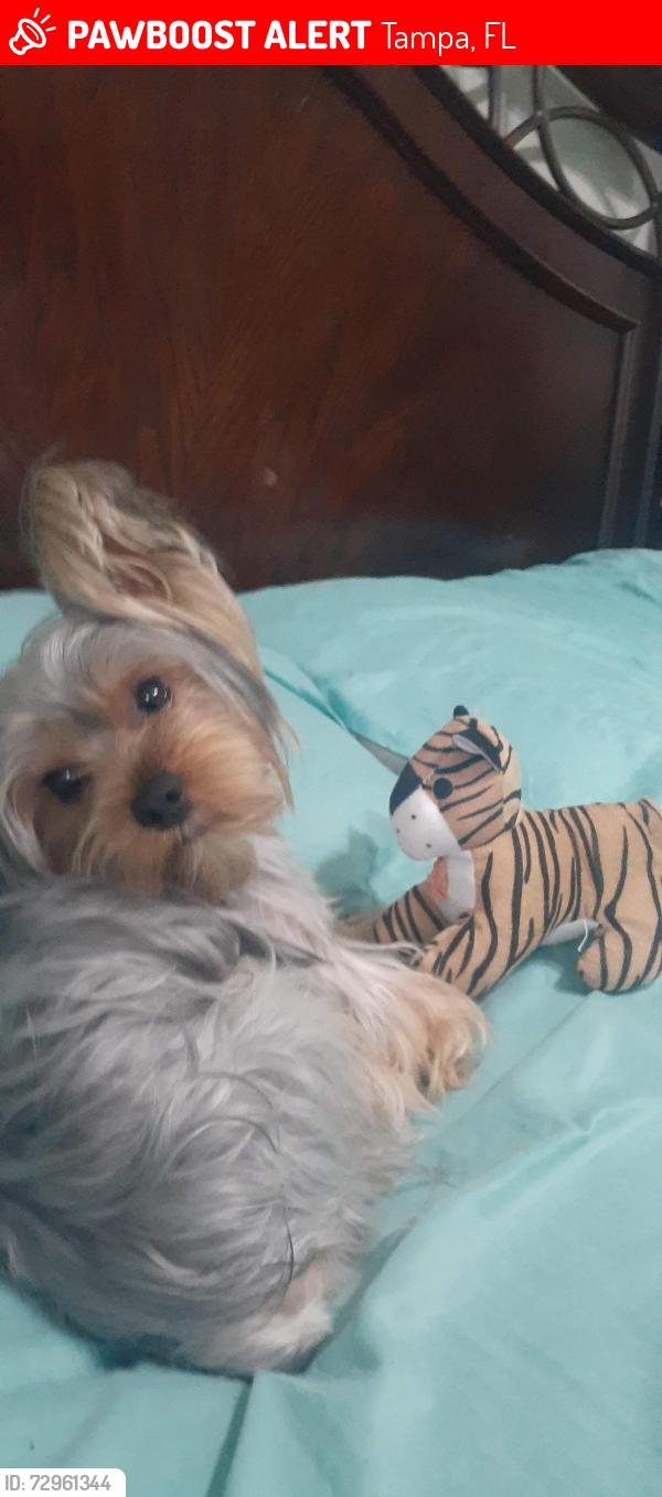 Lost Male Dog last seen MTHER LUTHER KIM, Tampa, FL 33603