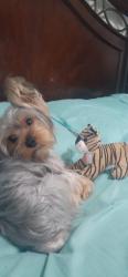 Lost Male Dog last seen MTHER LUTHER KIM, Tampa, FL 33603