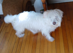 Found/Stray Unknown Dog last seen 43rd and Oakland Ave, Minneapolis, MN 55407