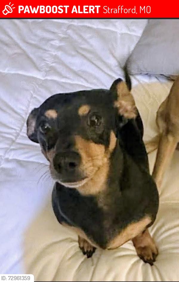Lost Male Dog last seen Near Tall tree RD, Strafford, MO 65757