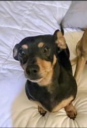 Lost Male Dog last seen Near Tall tree RD, Strafford, MO 65757