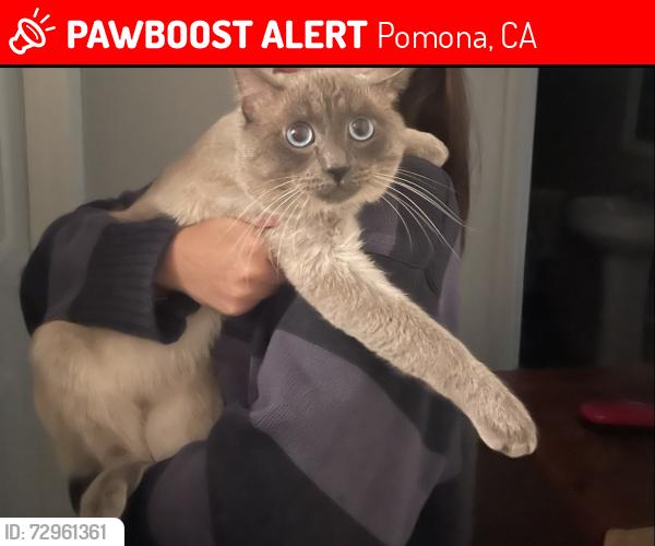 Lost Male Cat last seen La Verne , Pomona, CA 91767