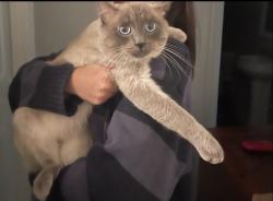 Lost Male Cat last seen La Verne , Pomona, CA 91767