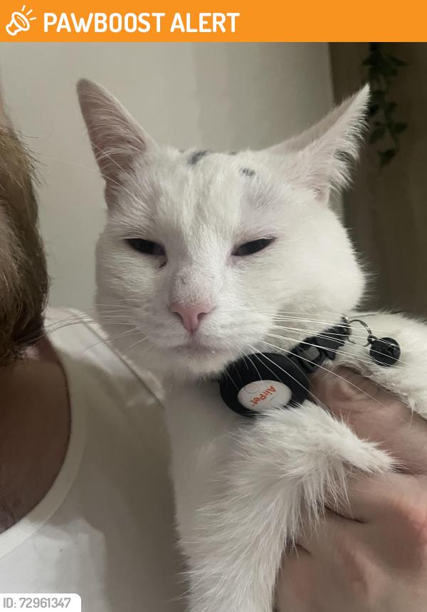 Found/Stray Male Cat last seen Broadoak Road Ashton, Greater Manchester, England OL6