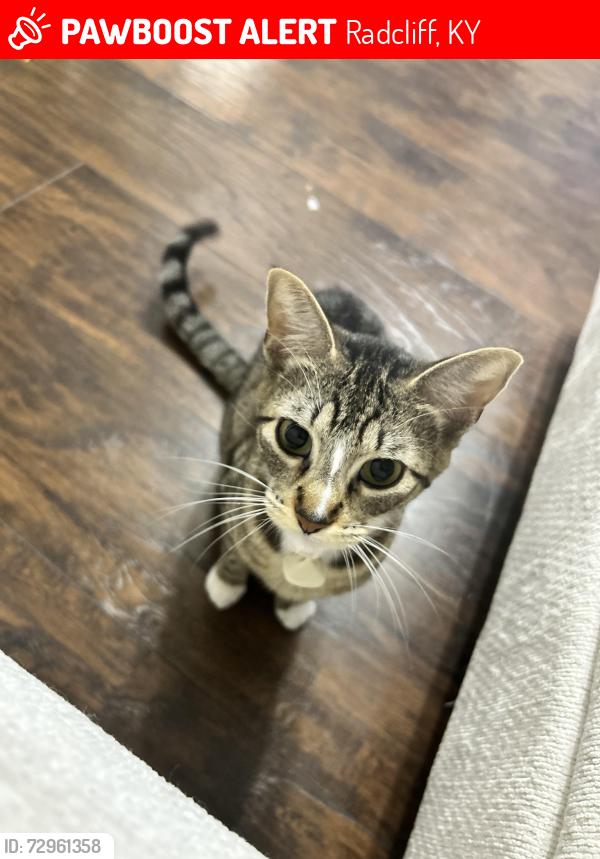 Lost Female Cat last seen Neighborhood by North Middle School, Radcliff, KY 40160