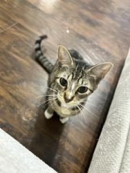 Lost Female Cat last seen Neighborhood by North Middle School, Radcliff, KY 40160