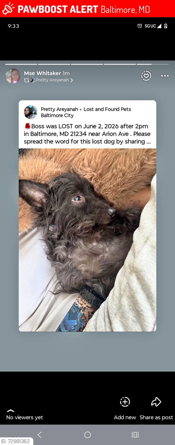 Lost Male Dog last seen Arion , Baltimore, MD 21234