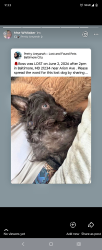 Lost Male Dog last seen Arion , Baltimore, MD 21234